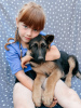 Photo №2 to announcement № 57264 for the sale of german shepherd - buy in Russian Federation 