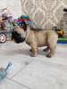 Additional photos: French bulldog puppies