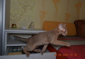 Photo №2 to announcement № 6981 for the sale of abyssinian cat - buy in Belarus private announcement, from nursery, breeder
