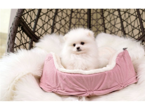 Additional photos: dwarf spitz for sale vaud