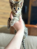 Photo №1. savannah cat - for sale in the city of Москва | negotiated | Announcement № 10409