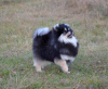 Photo №2 to announcement № 52275 for the sale of pomeranian - buy in United States private announcement, from nursery, breeder