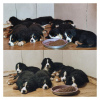 Photo №2 to announcement № 92168 for the sale of bernese mountain dog - buy in Serbia breeder