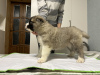 Photo №4. I will sell caucasian shepherd dog in the city of Baranovichi. breeder - price - negotiated