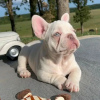 Photo №1. french bulldog - for sale in the city of Regensburg | 380$ | Announcement № 122980