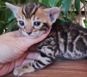 Additional photos: Bengal girl in breeding