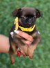 Additional photos: Brussels Griffon male puppies for sale