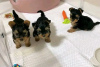 Photo №3. Amazing Yorkie puppies Business WhatsApp 37256062792. Finland