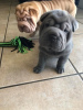 Photo №1. shar pei - for sale in the city of Berlin | negotiated | Announcement № 94243