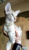Photo №1. oriental shorthair - for sale in the city of Москва | 245$ | Announcement № 11114
