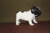 Additional photos: french bulldog puppies