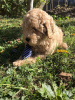 Photo №3. Apricot MEDIUM POODLE puppy. Serbia