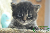 Photo №1. maine coon - for sale in the city of St. Petersburg | 731$ | Announcement № 8497