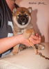 Additional photos: Shiba Inu puppy from the kennel RKF KUMIKO YOSHI