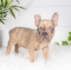 Photo №2 to announcement № 111769 for the sale of french bulldog - buy in Bulgaria 