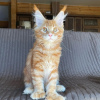 Photo №2 to announcement № 115128 for the sale of maine coon - buy in Germany 