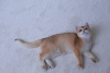 Additional photos: British Shorthair golden shell Ny12