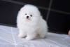 Photo №1. pomeranian - for sale in the city of Maastricht | 423$ | Announcement № 124503