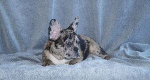 Photo №1. french bulldog - for sale in the city of New York | 4000$ | Announcement № 6992