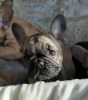 Photo №2 to announcement № 81172 for the sale of french bulldog - buy in Germany private announcement