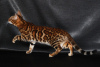 Photo №4. I will sell bengal cat in the city of Москва. breeder - price - 586$