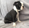 Photo №1. non-pedigree dogs - for sale in the city of Bamberg | Is free | Announcement № 117789