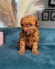 Photo №2 to announcement № 98610 for the sale of non-pedigree dogs - buy in Sweden private announcement