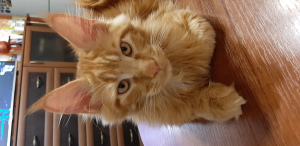Photo №2 to announcement № 3953 for the sale of maine coon - buy in Russian Federation from nursery, breeder