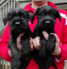 Photo №3. Medium sized Schnauzer puppies. Serbia
