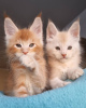 Photo №1. maine coon - for sale in the city of St. Petersburg | Is free | Announcement № 124300