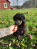 Photo №3. Puppy Toy Poodle Cavalier. Estonia