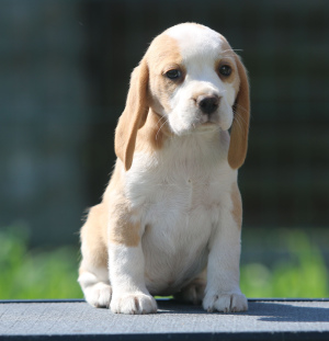 Photo №4. I will sell beagle in the city of Minsk. from nursery - price - 599$