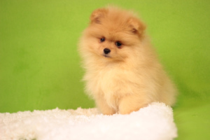 Additional photos: Pomeranian Spitz