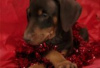 Photo №1. dobermann - for sale in the city of Berlin | Is free | Announcement № 126927