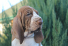 Photo №1. bracco italiano - for sale in the city of Kursk | negotiated | Announcement № 8165
