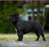 Photo №2 to announcement № 31804 for the sale of french bulldog - buy in Poland breeder