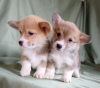 Photo №1. welsh corgi - for sale in the city of Vilnius | 1550$ | Announcement № 18791