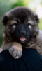 Additional photos: Caucasian Shepherd puppies