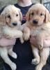 Photo №2 to announcement № 81143 for the sale of golden retriever - buy in Netherlands private announcement
