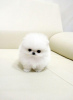 Photo №2 to announcement № 82519 for the sale of pomeranian - buy in Switzerland 