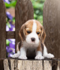 Photo №4. I will sell beagle in the city of Bonn. private announcement - price - 423$