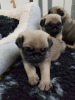 Photo №1. pug - for sale in the city of Bonn | Is free | Announcement № 95916