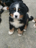 Photo №1. bernese mountain dog - for sale in the city of Le Lion-d'Angers | 2008$ | Announcement № 88586