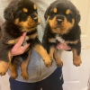 Photo №1. rottweiler - for sale in the city of Гамбург | 211$ | Announcement № 124489