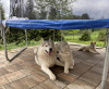 Additional photos: siberian husky puppy for sale