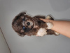 Photo №2 to announcement № 27187 for the sale of maltipu - buy in Russian Federation breeder