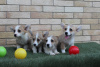 Photo №3. Welsh Corgi Pembroke puppies. Serbia