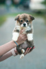Additional photos: Welsh corgi pembroke puppies