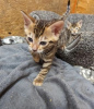 Photo №1. bengal cat - for sale in the city of Ponce | 500$ | Announcement № 92398