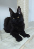 Photo №4. I will sell maine coon in the city of Bucharest. breeder - price - 2113$